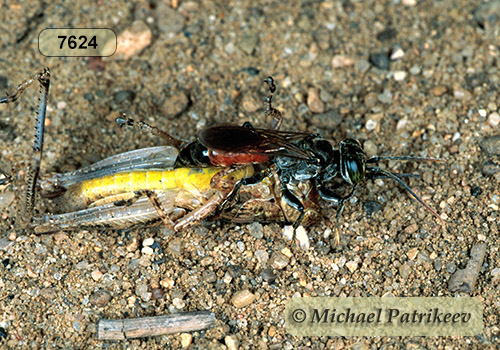 Antenna-waving Wasp (Tachysphex pechumani)